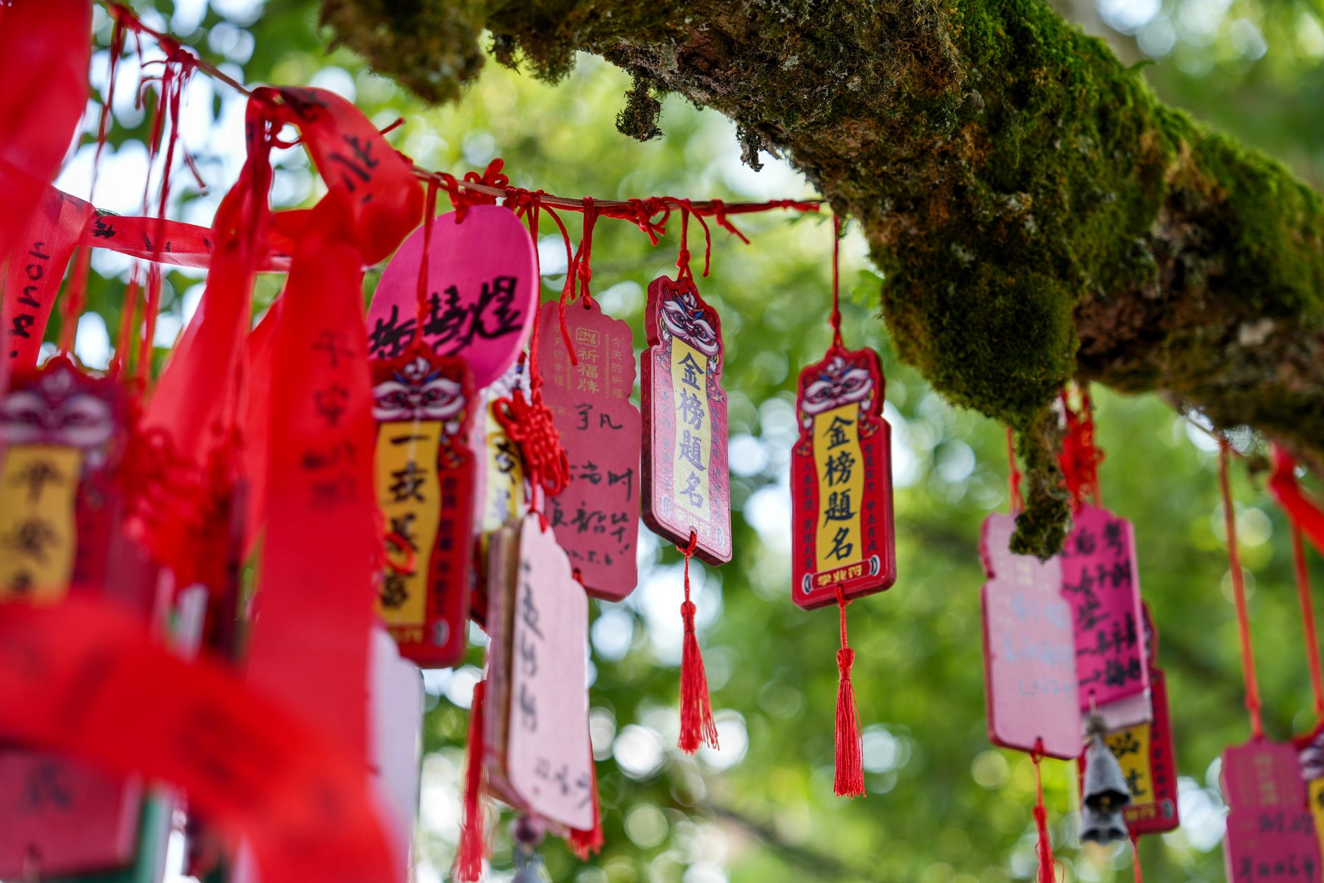 Vibrant Ema tablets tied to a tree branch in Japan symbolize prayers and wishes for good fortune.