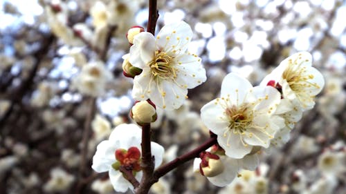 Glistening white plum blossoms.