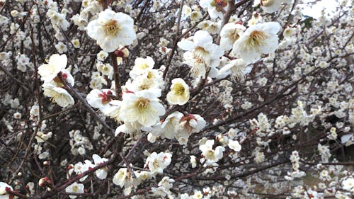Glistening white plum blossoms.