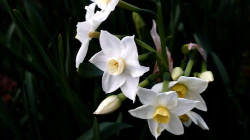 Quietly blooming white daffodils.