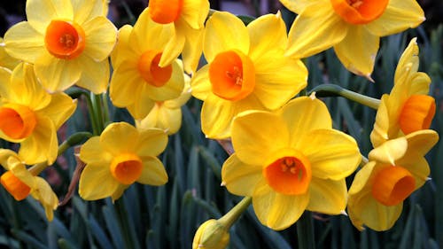 Cute yellow daffodils