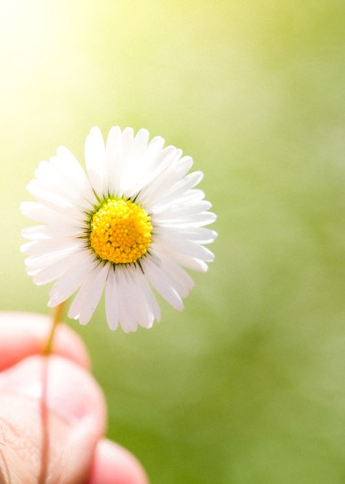 Free A daisy flower held gently against a green blurred background, showcasing natural beauty. Stock Photo