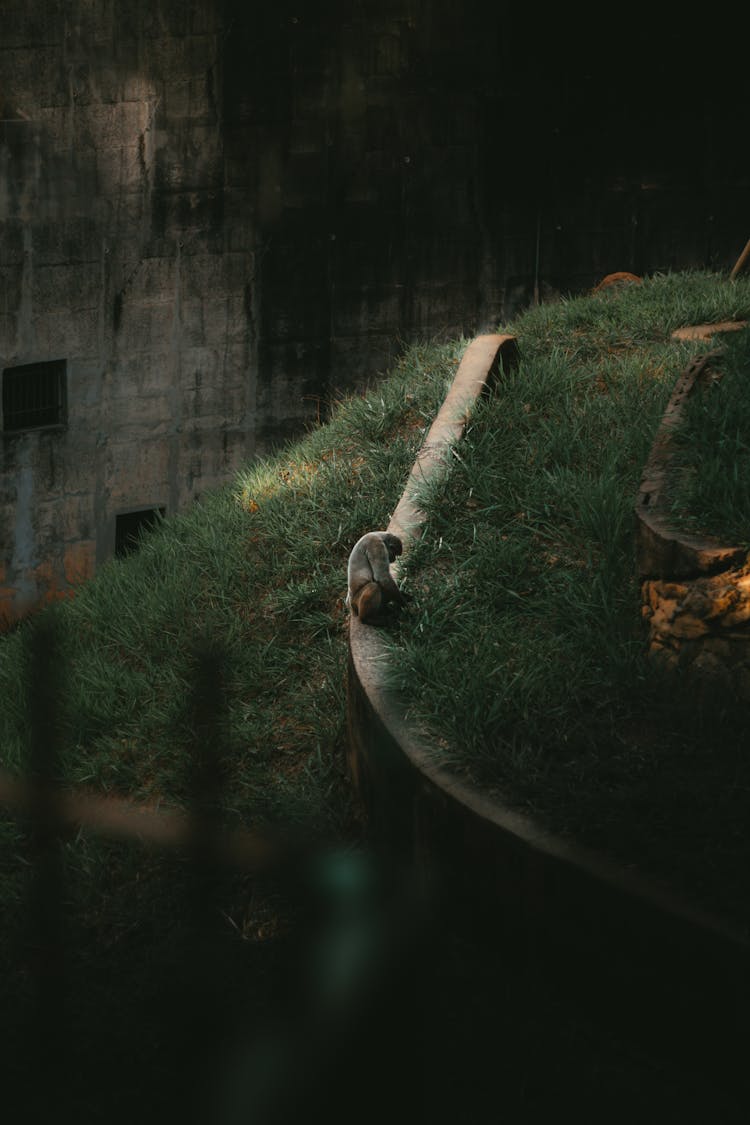 Monkey Sitting On Wall