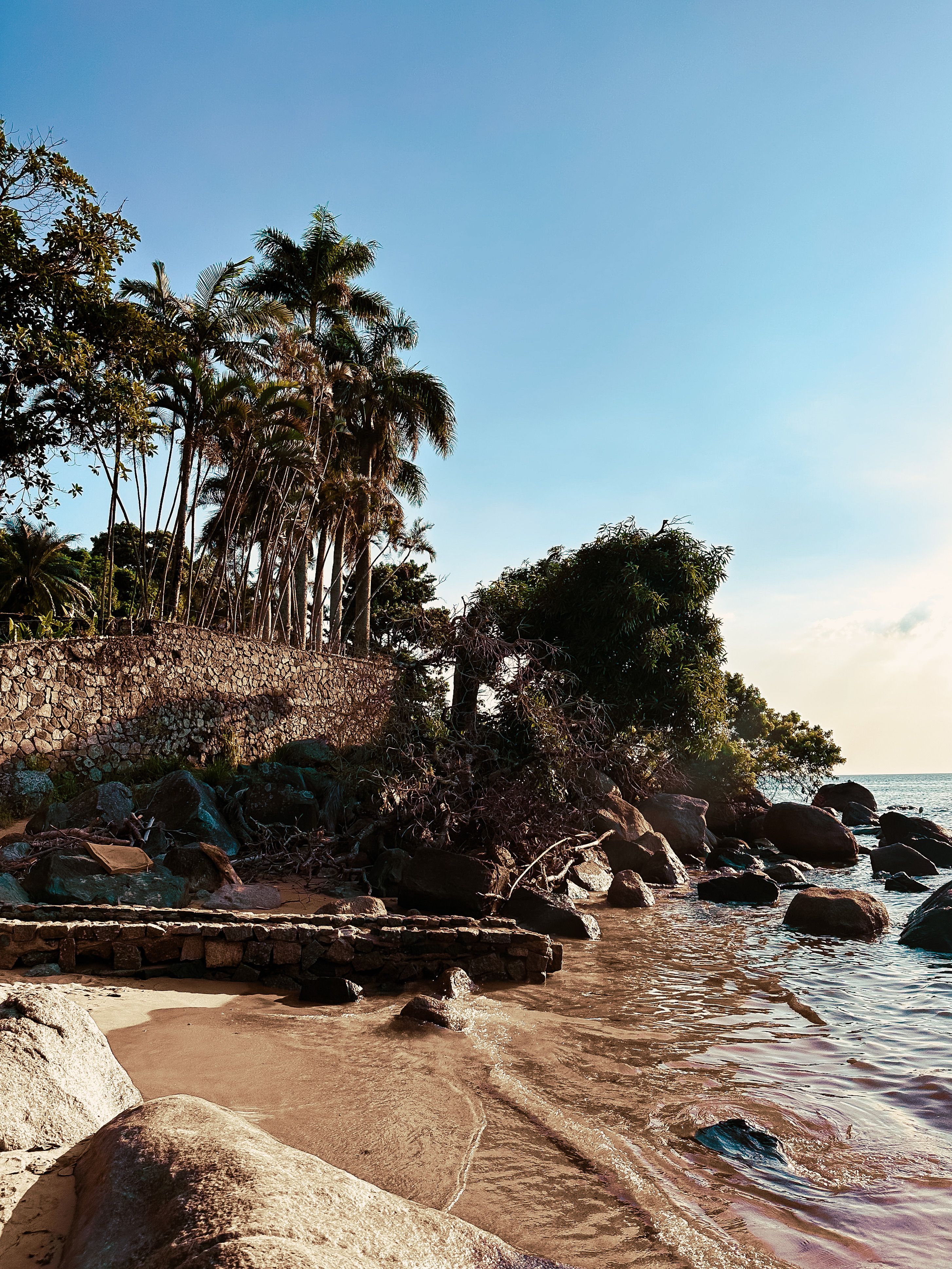 A Tropical Beach with Rocks and Palm Trees · Free Stock Photo