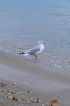 A seagull walking along a sandy beach near the water's edge on a calm day.