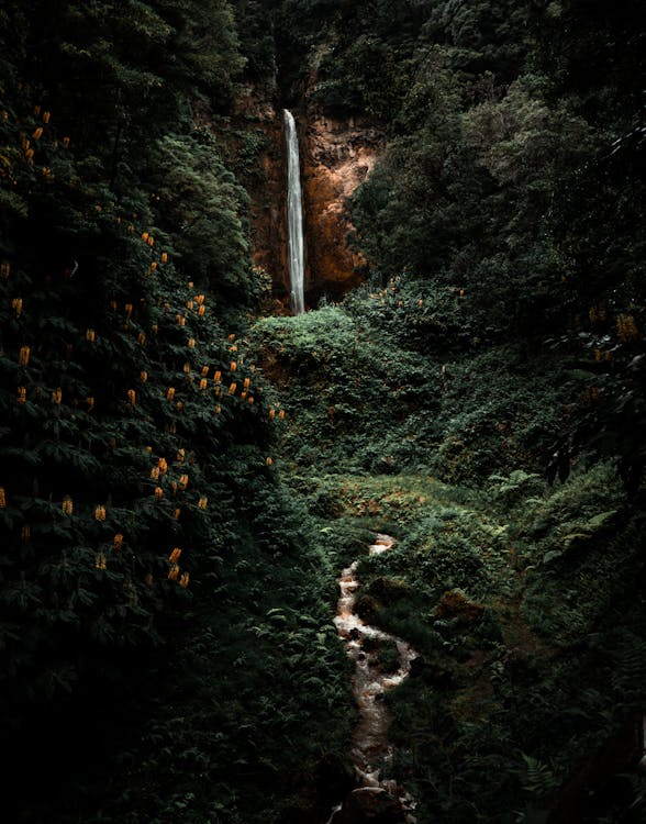 Základová fotografie zdarma na téma krajina, les, malebný