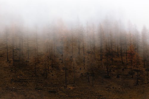 Imagine de stoc gratuită din arbori, cădere, ceață