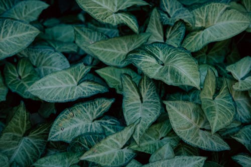 Free Photo of a Plant with Green Leaves  Stock Photo