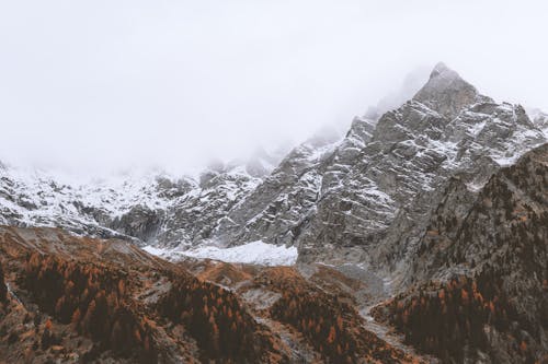 Imagine de stoc gratuită din arbori, aventură, călătorie