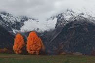 山谷中，橘子树充满活力，白雪覆盖的山峰雄伟壮观