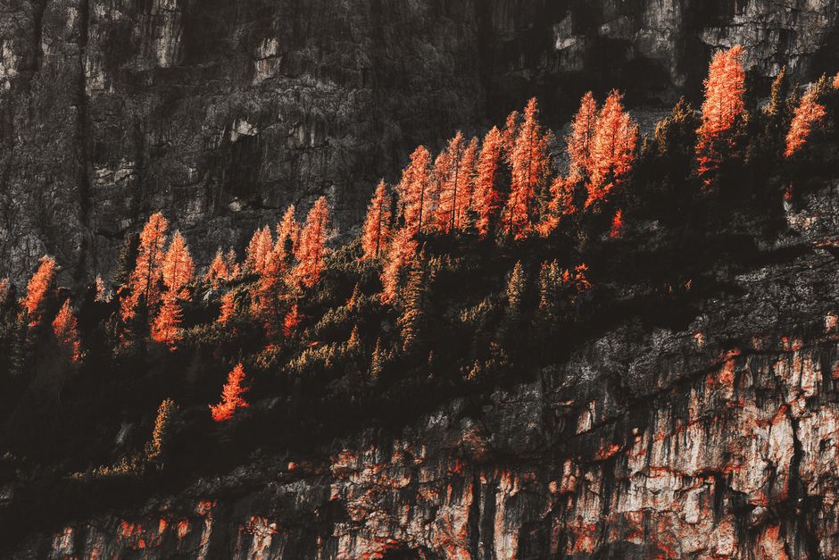 Stunning view of autumn trees on a rugged cliff, showcasing vibrant fall colors and dramatic natural beauty.