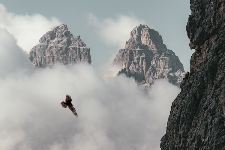 Brown Bird Flying Near Mountain