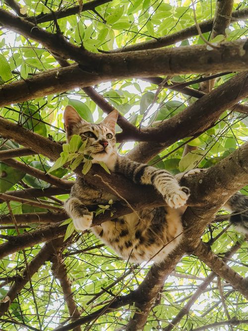 Free A tabby cat lounging comfortably on a branch amidst lush green leaves. Stock Photo