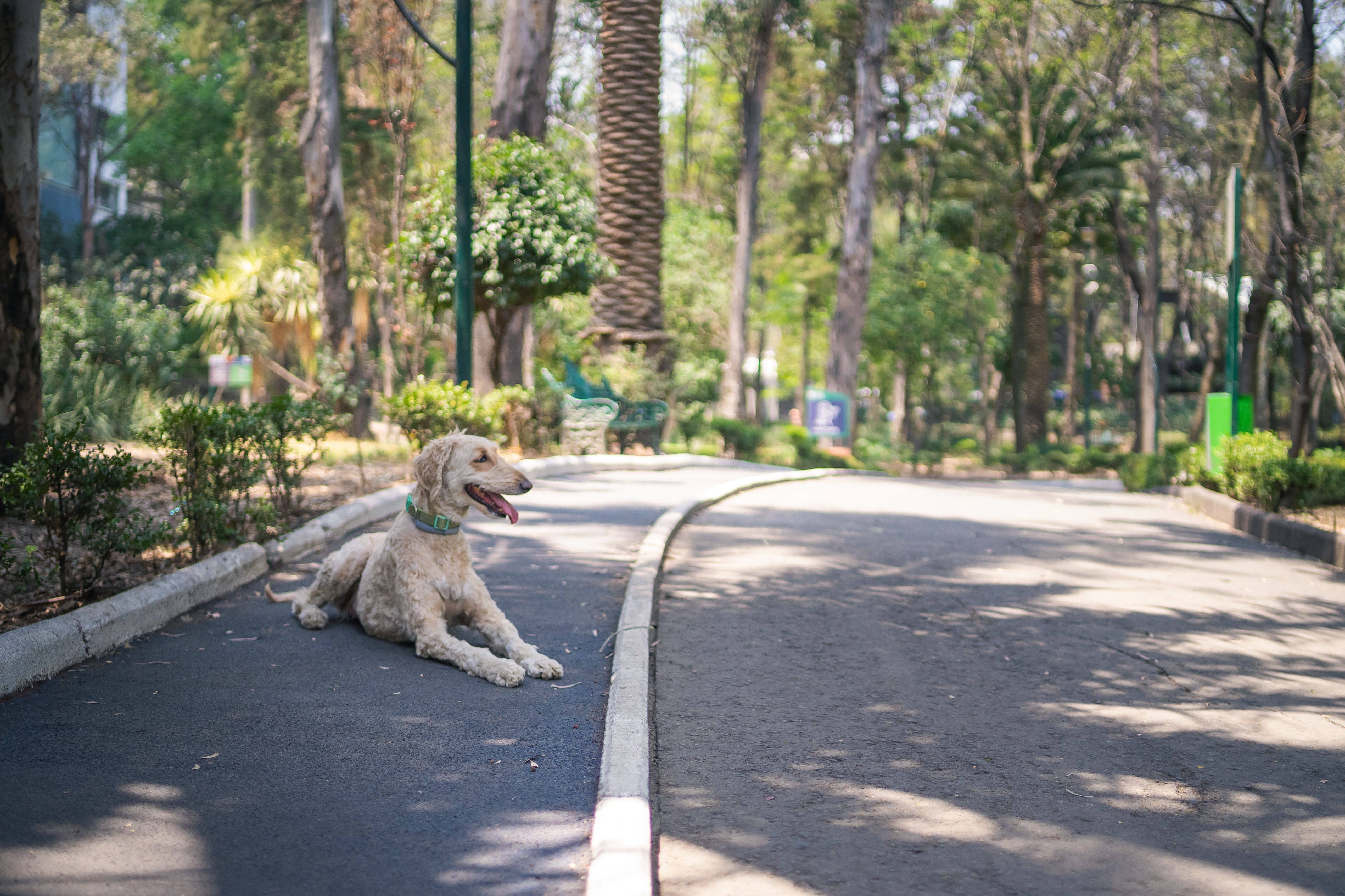 Cuidado de primeros_auxilios_urgencias: perro atropellado tiene quemaduras por friccion - 2