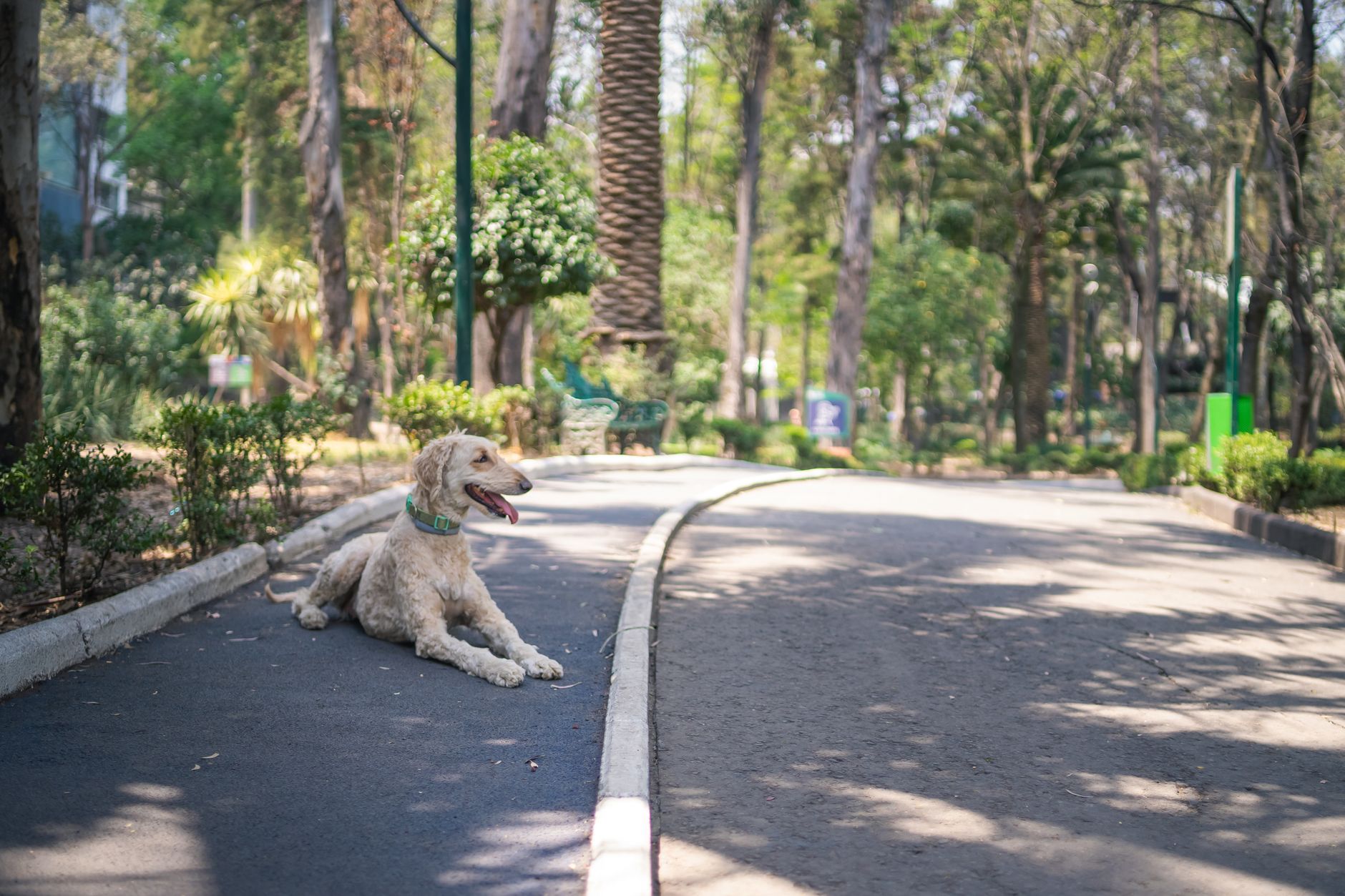 Cuidado de primeros_auxilios_urgencias: perro atropellado tiene quemaduras por friccion - 2 Cuidado de primeros_auxilios_urgencias: perro atropellado tiene quemaduras por friccion - 2