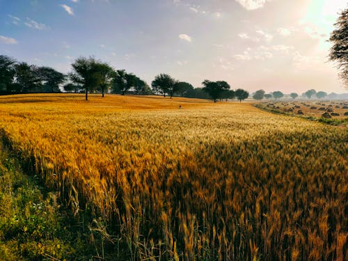 Immagine gratuita di azienda agricola, campo, coltivazioni