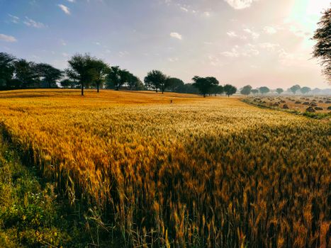 Free stock photo of agriculture, cereal, corn
