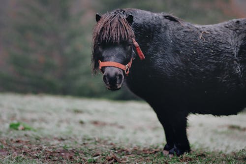 бесплатная Селективная фокусировка черного пони на траве Стоковое фото