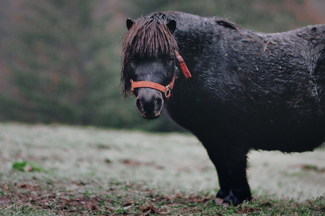 çim üzerinde Siyah Pony'nin Seçici Odak Fotoğrafı