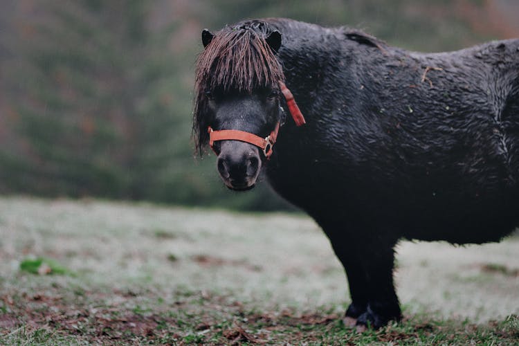 Selective Focus Photography Of Black Pony On Grass