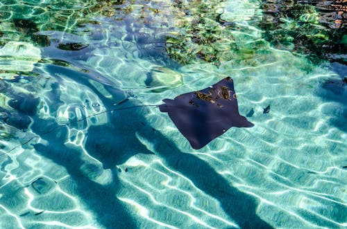 Close-up of a Stingray in the Sea 