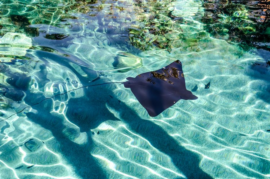 Fotomural Una raya se desliza elegantemente por las aguas cristalinas del océano en la Costa Dorada, Australia.