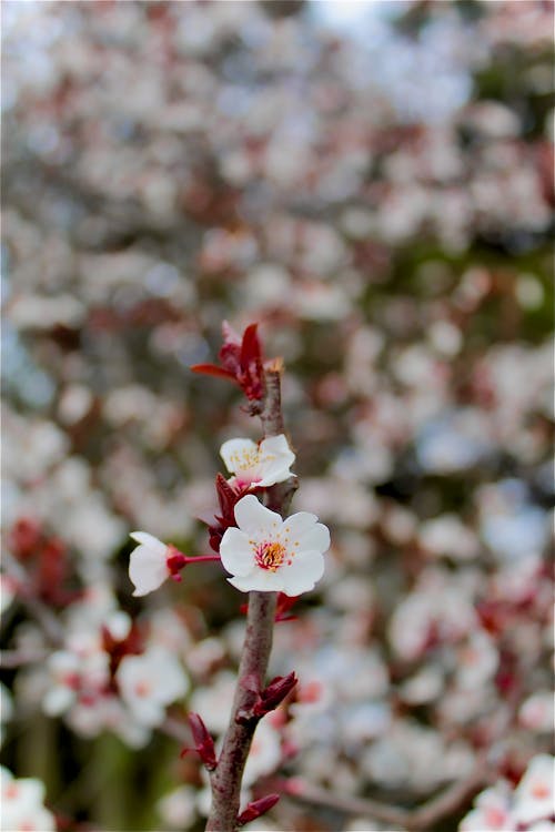 Close-up of a Flower of a Plum Tree in Spring 