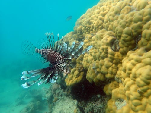 Close-up of a Red Lionfish in the Sea