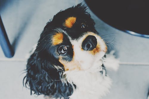Free White And Black Dog Stock Photo