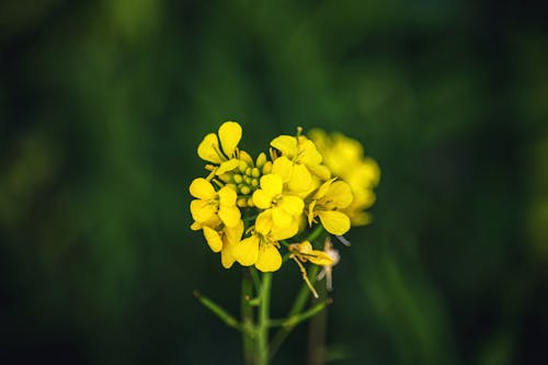 Gratis arkivbilde med anlegg, blomst, nærbilde