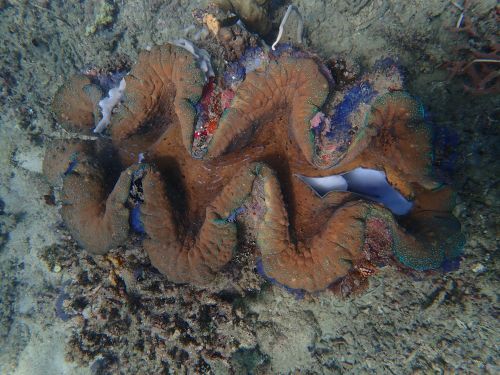Free Detailed shot of a vibrant giant clam nestled in marine life on a coral reef. Stock Photo
