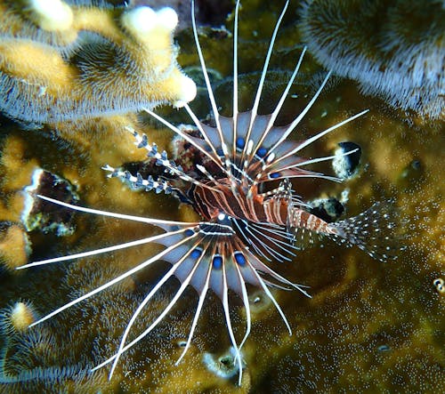 Close-up of Red Lionfish 