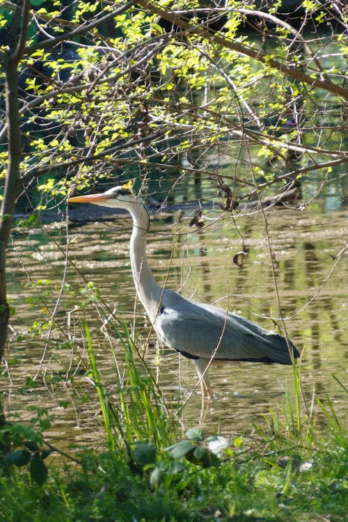 Close-up of a Heron Walking in the Lake 