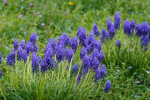 Close-up of Grape Hyacinth Flowers 