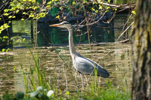 Free A majestic Great Blue Heron wading through a sunlit wetland surrounded by lush greenery. Stock Photo