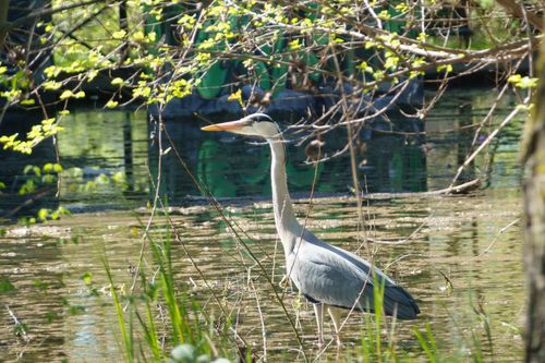 Free Graceful heron standing in a calm lake surrounded by spring foliage. Stock Photo