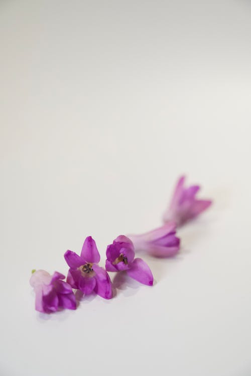 Purple Flowers on White Background 