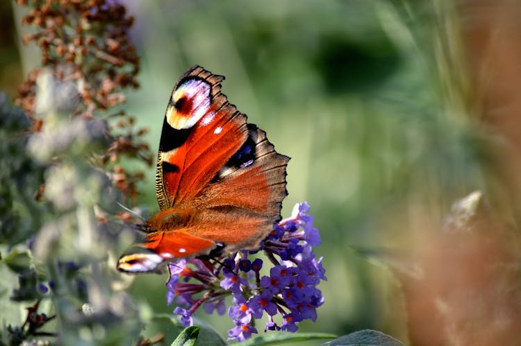 Butterfly On A Flower 