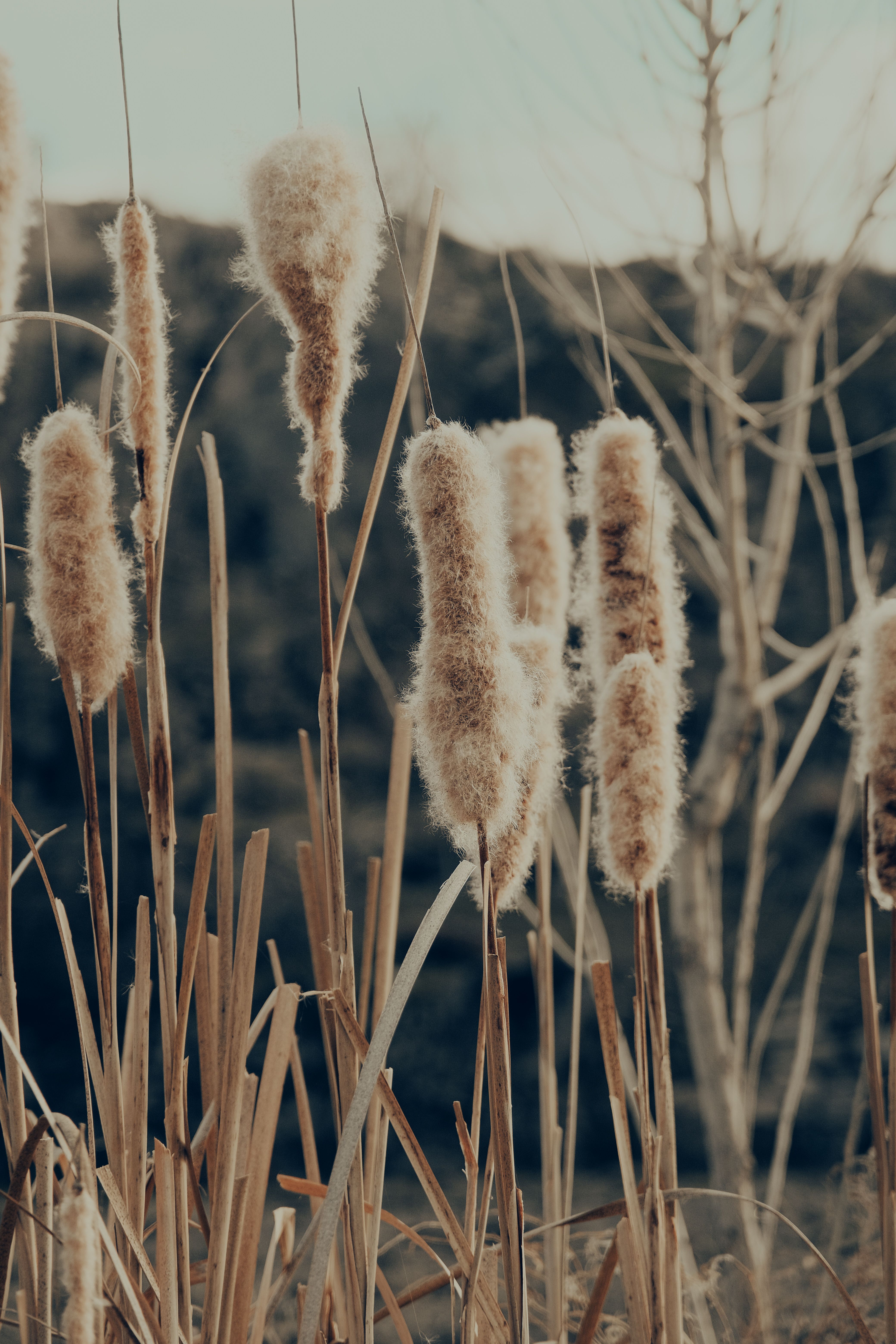 Seeds of Cattails · Free Stock Photo