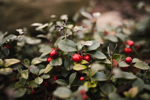 Close-up of a Shrub with Red Berries