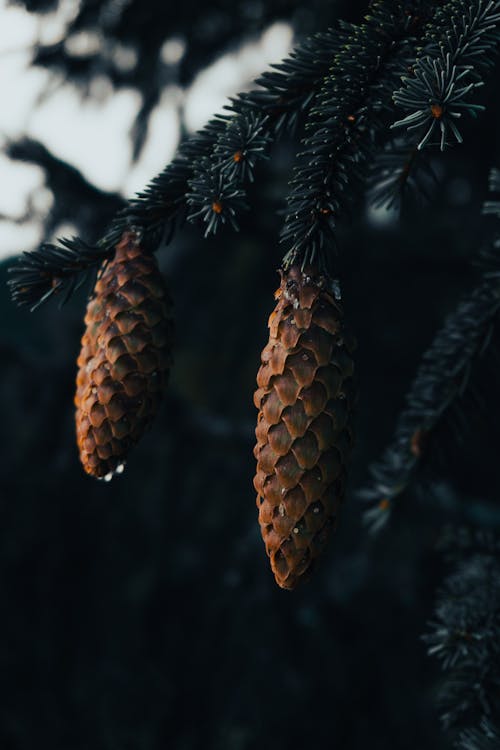 Gratis lagerfoto af kegler, lodret skud, natur