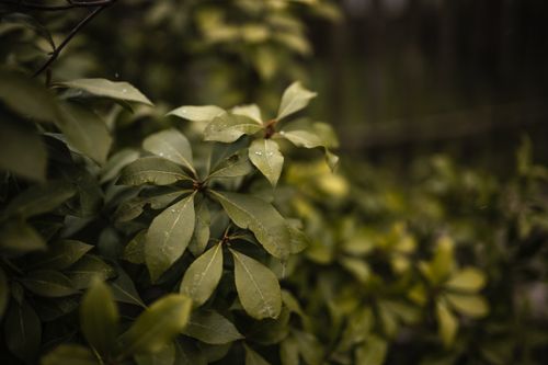 Free Detailed close-up of lush green leaves with dew droplets, creating a serene garden atmosphere. Stock Photo