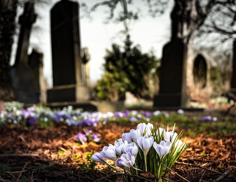 Fotobanka s bezplatnými fotkami na tému cintorín, divé kvety, flóra
