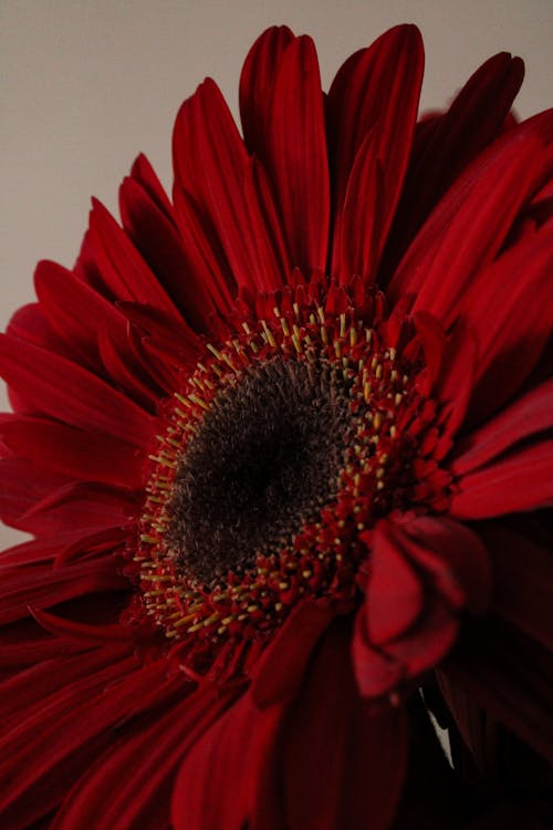 Ücretsiz bitki örtüsü, çiçek, dikey atış içeren Ücretsiz stok fotoğraf Stok Fotoğraflar