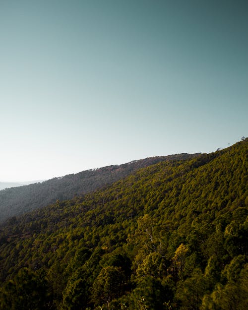 ağaçlar, dağlar, dikey atış içeren Ücretsiz stok fotoğraf