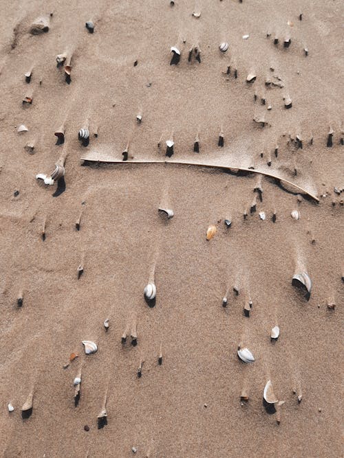 View of Seashells on a Beach 