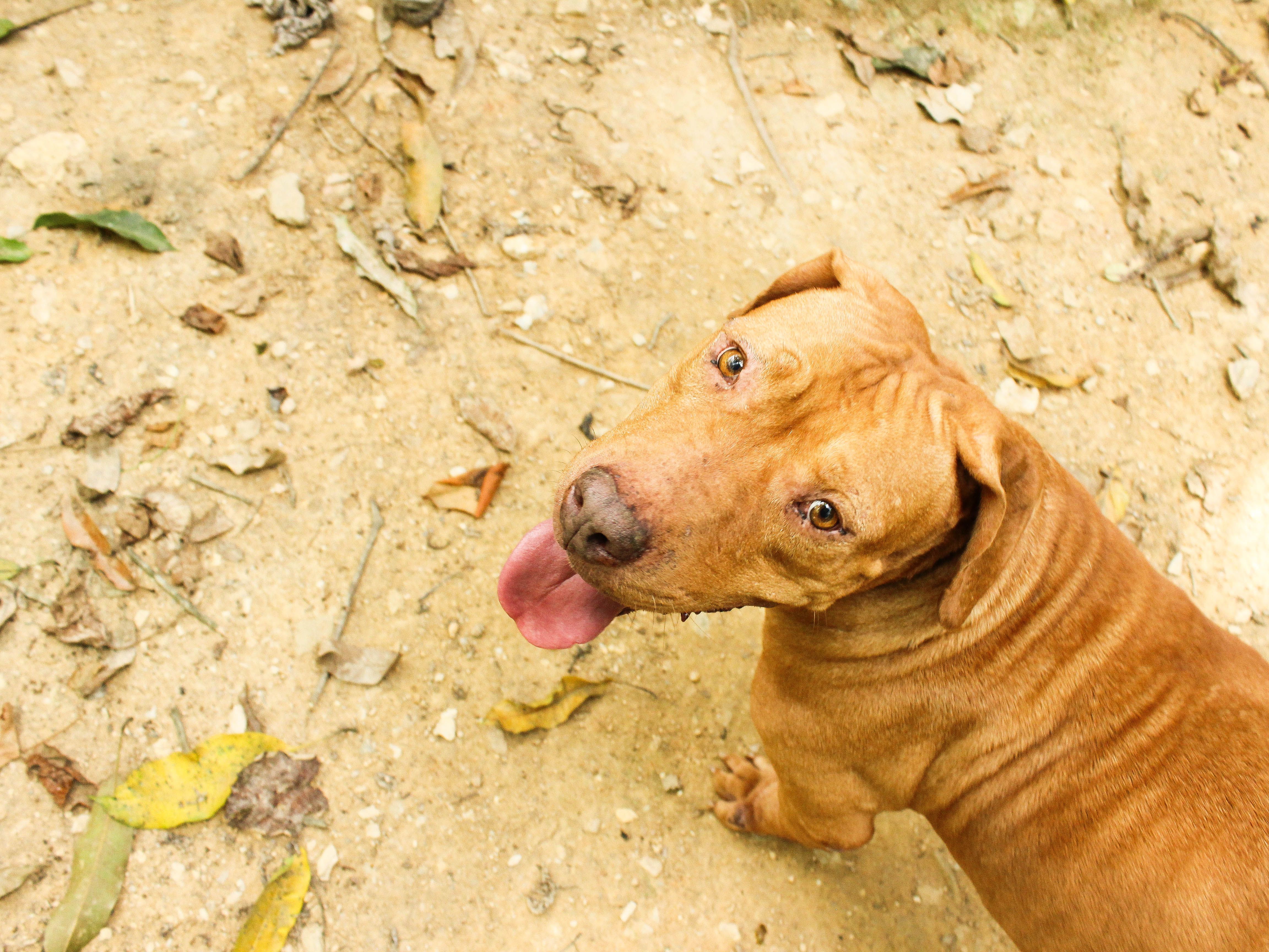 Foto Stok Gratis Tentang Anjing Anjing Pitbull Keindahan Di Alam
