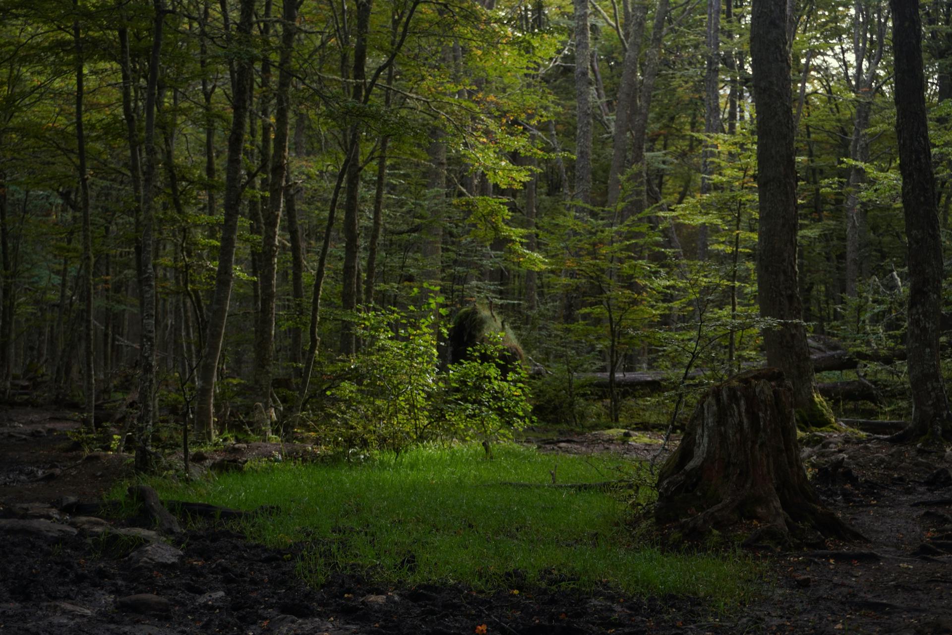 Tranquil forest setting in Ushuaia with lush greenery and serene atmosphere.