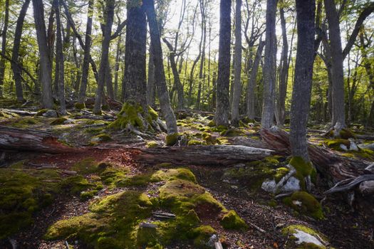 Scenic forest with moss-covered ground in Ushuaia, capturing vibrant spring growth.