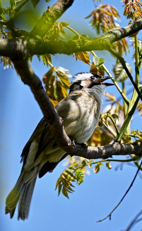 Free Detailed close-up of a bird perched on a tree branch surrounded by spring leaves. Stock Photo